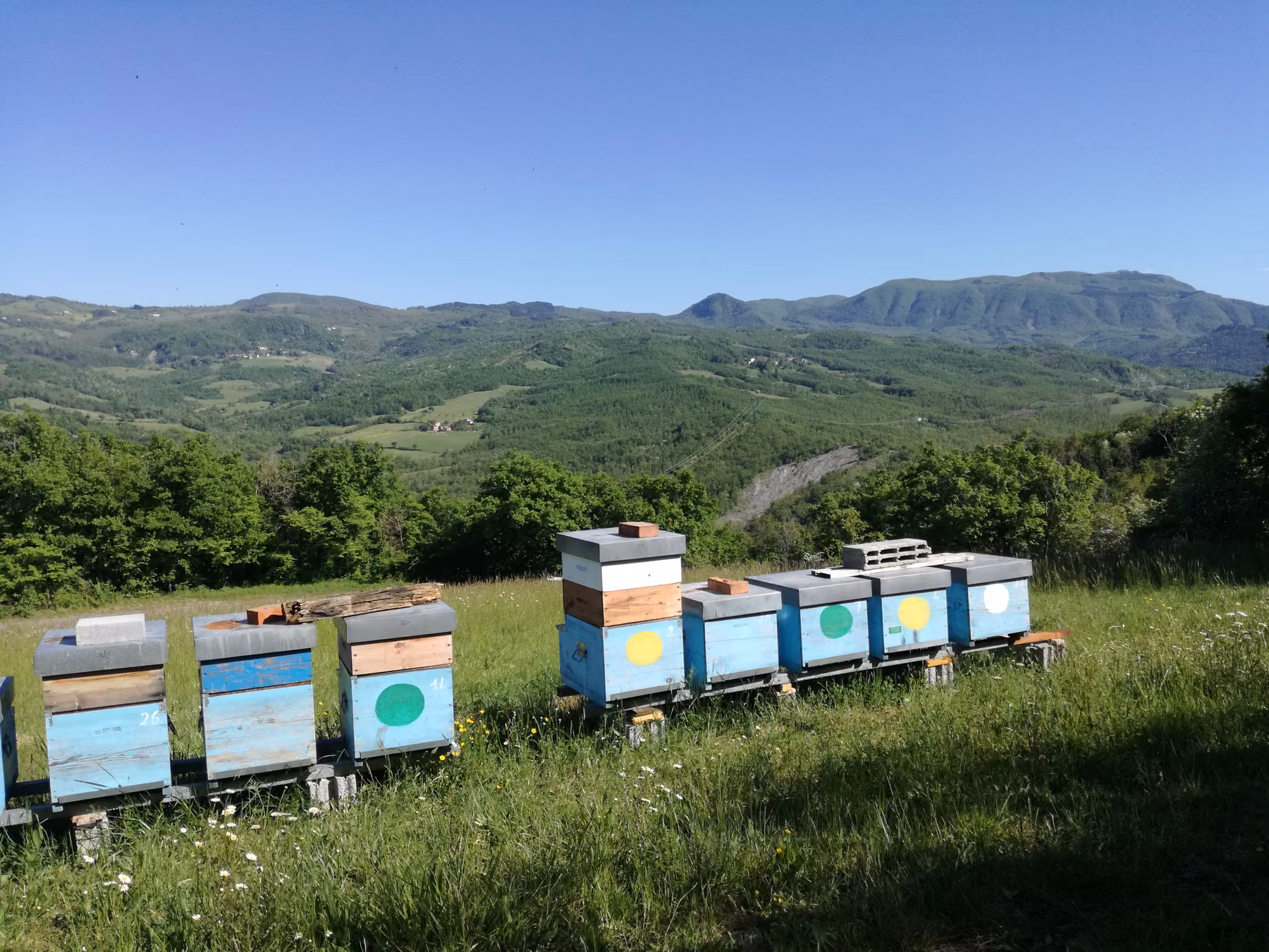 Arnie allineate su un prato dell’Appennino Bolognese, con i monti sullo sfondo